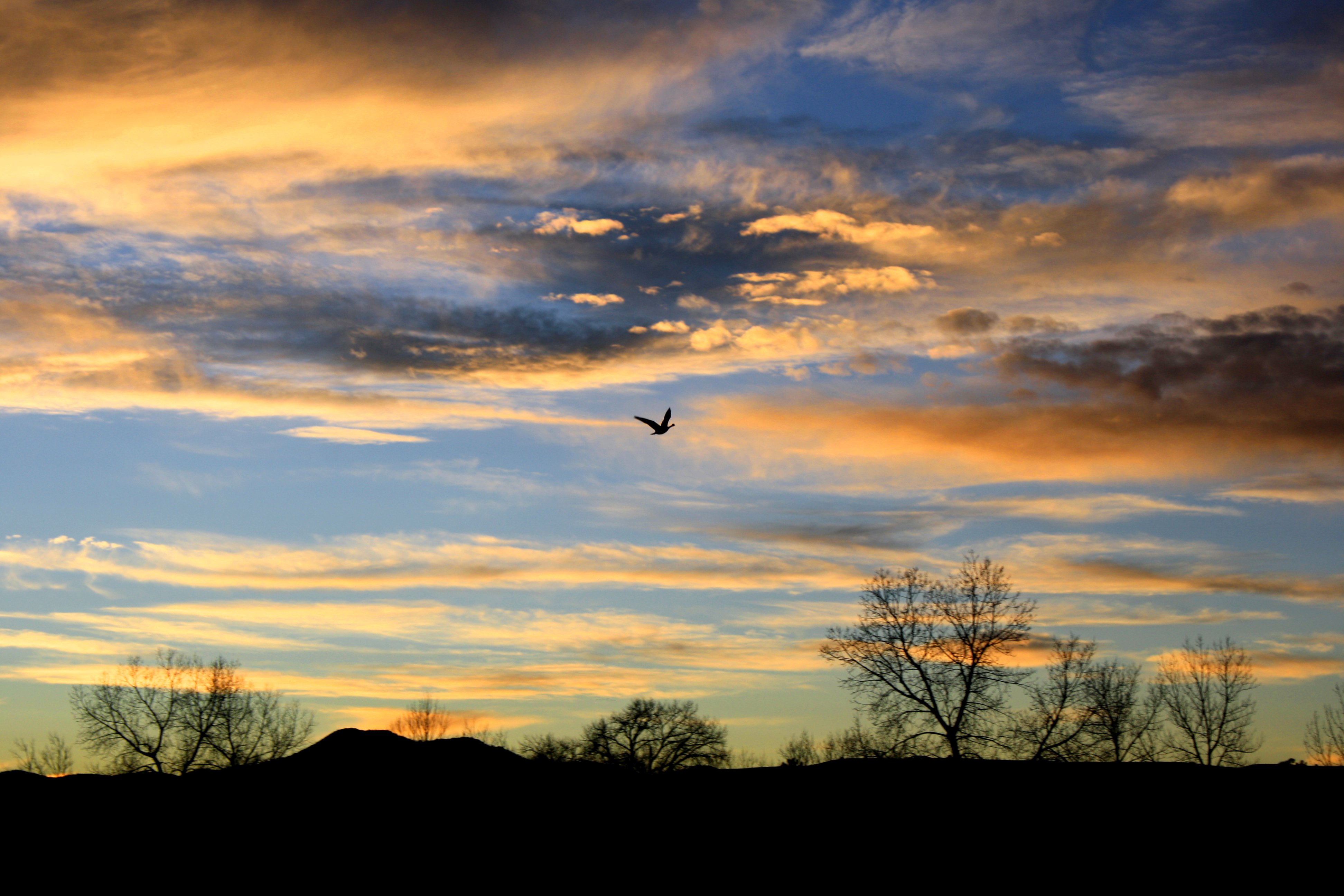 Bird_flying_at_sunset